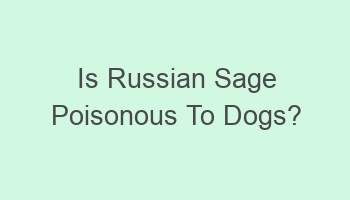 is russian sage poisonous to dogs 101071