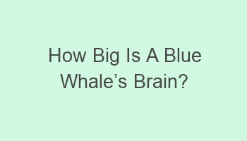 how big is a blue whalecabcs brain 101826