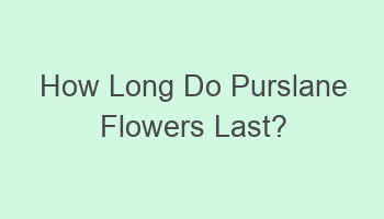 how long do purslane flowers last 101372