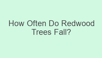 how often do redwood trees fall 101245