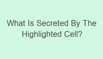 what is secreted by the highlighted cell 101368