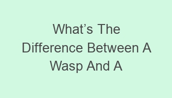 whatcabcs the difference between a wasp and a yellow jacket 102475