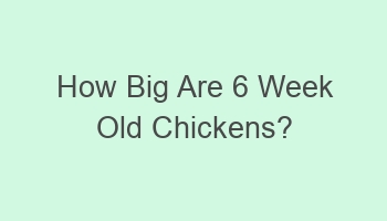 how big are 6 week old chickens 103632