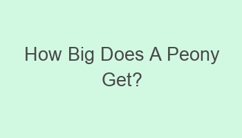 how big does a peony get 102856