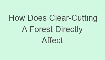 how does clear cutting a forest directly affect climate 103643