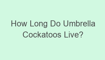 how long do umbrella cockatoos live 102873