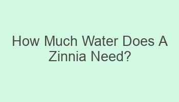 how much water does a zinnia need 103779