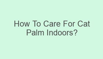 how to care for cat palm indoors 103431