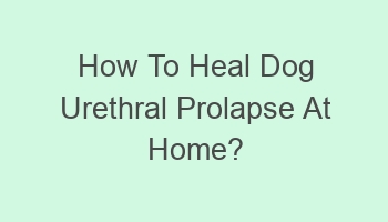 how to heal dog urethral prolapse at home 103949