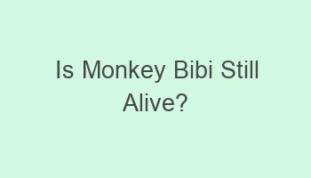 is monkey bibi still alive 103510