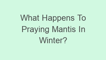 what happens to praying mantis in winter 102656