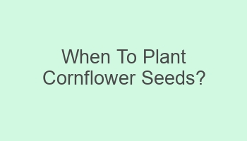 when to plant cornflower seeds 102769