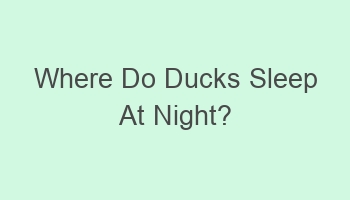 where do ducks sleep at night 103505