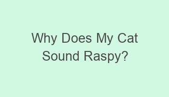 why does my cat sound raspy 103856