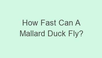 how fast can a mallard duck fly 105434