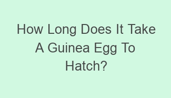 how long does it take a guinea egg to hatch 104903