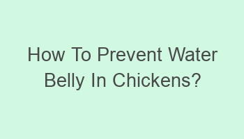 how to prevent water belly in chickens 104442