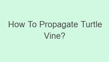 how to propagate turtle vine 104737