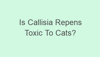 is callisia repens toxic to cats 104505