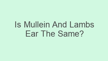 is mullein and lambs ear the same 104414