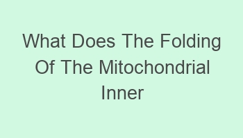 what does the folding of the mitochondrial inner membrane provide 104732