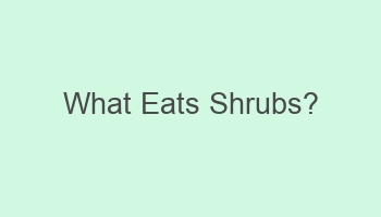 what eats shrubs 104498