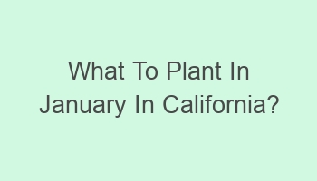 what to plant in january in california 105165