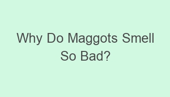 why do maggots smell so bad 105216