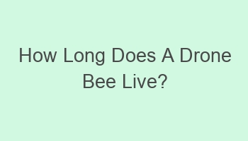 how long does a drone bee live 108136