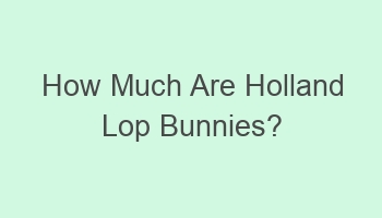 how much are holland lop bunnies 105864