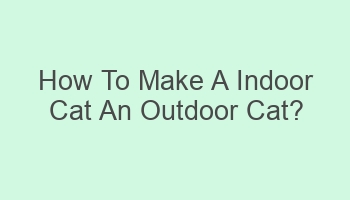 how to make a indoor cat an outdoor cat 106278