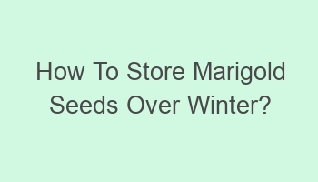 how to store marigold seeds over winter 108044