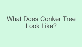 what does conker tree look like 106178