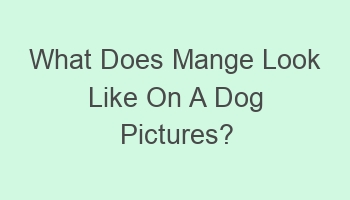 what does mange look like on a dog pictures 108493