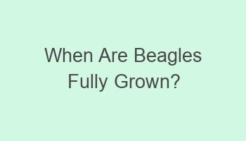 when are beagles fully grown 108401