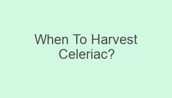 when to harvest celeriac 108479