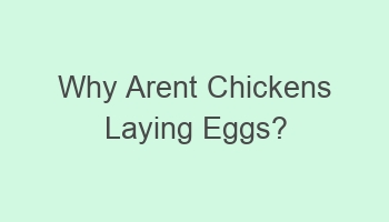 why arent chickens laying eggs 105952