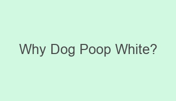 why dog poop white 105971