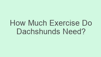 how much exercise do dachshunds need 108999