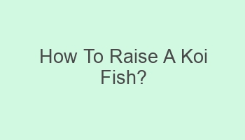 how to raise a koi fish 110476