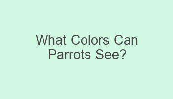 what colors can parrots see 110709