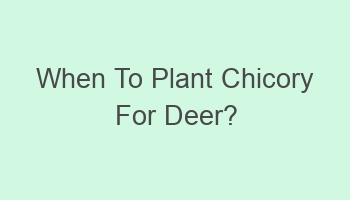 when to plant chicory for deer 110841