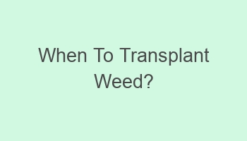 when to transplant weed 110329