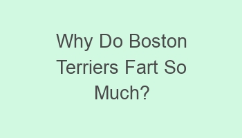 why do boston terriers fart so much 109915