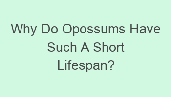 why do opossums have such a short lifespan 110179