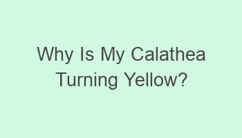 why is my calathea turning yellow 110634