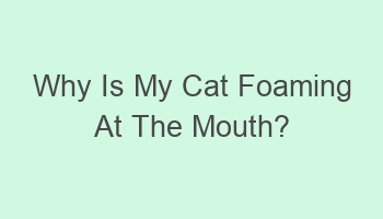 why is my cat foaming at the mouth 110668